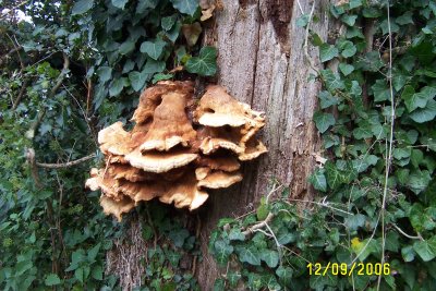 Fungus
