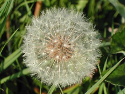 Dandelion clock