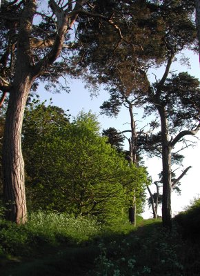 Trees