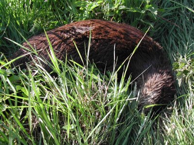 otter 1