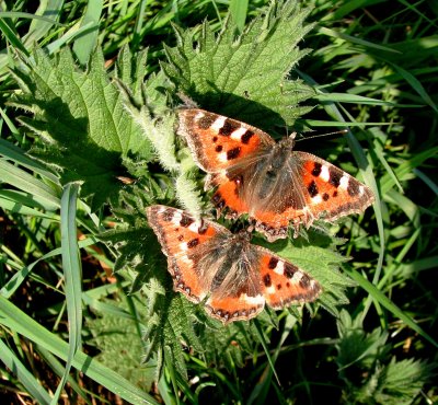 Small Tortoiseshell 2