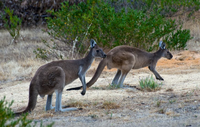 West Australian kangaroos