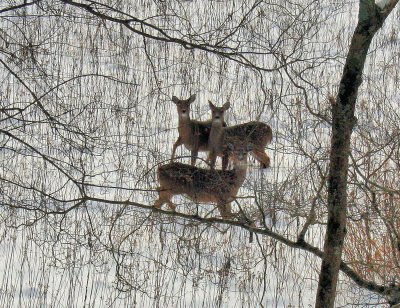 Deer along the Trail