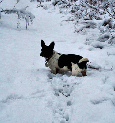 Bailey in the Snow,  We had 5ins of Snow to Day 3/2/2010