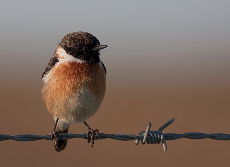 Stonechat  (male)