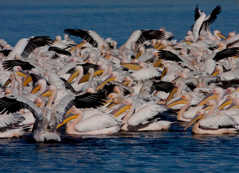 Pelicans