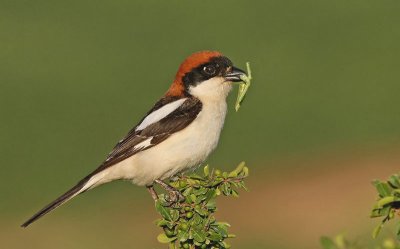 Woodchat Shrike