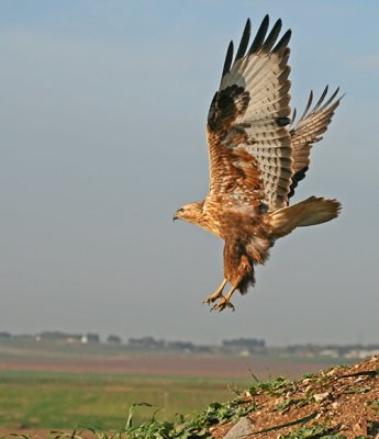 Long Legged Buzzard