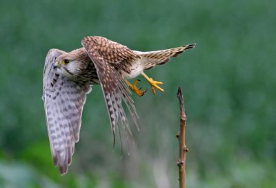 Common Kestrel  (female) 1  בזה מצוייה