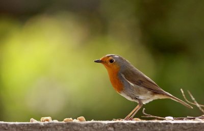 Robin