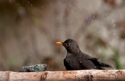 Blackbird