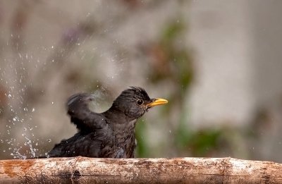 Blackbird
