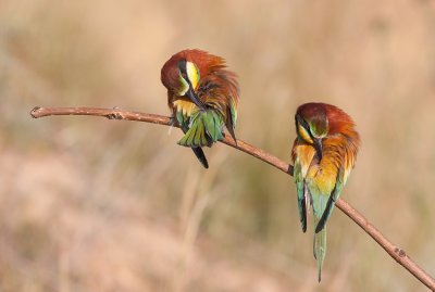 Bee eaters