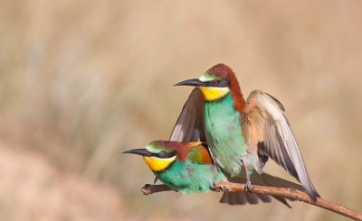 Bee eaters