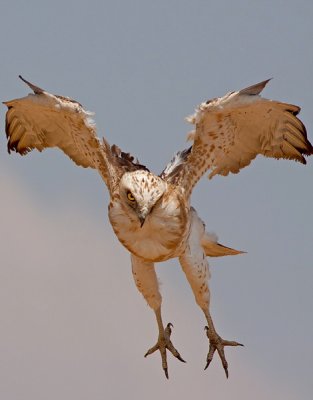  Short Toed Eagle  חוויאי הנחשים