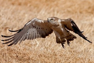 Short Toed Eagle