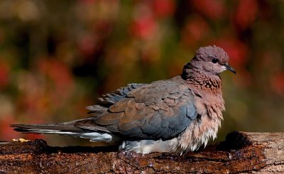 Laughing Dove