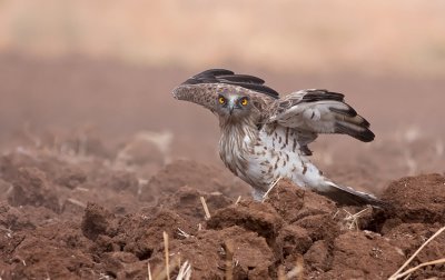 Short Toed Eagle