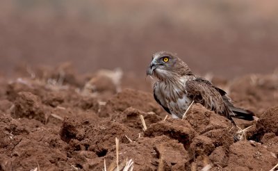 Short Toed Eagle