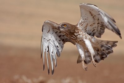 Short Toed Eagle