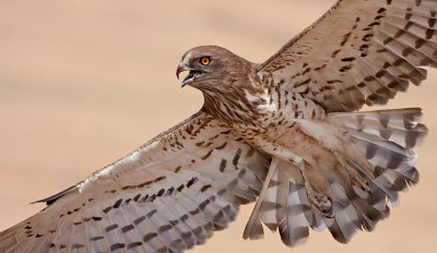 Short Toed Eagle