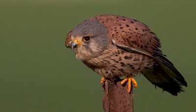 Common  Kestrel-Male