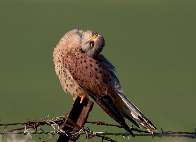 Common  Kestrel-Male