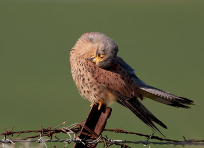 Common  Kestrel-Male