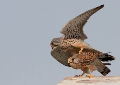 Common  Kestrels