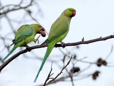Rose-ringed Parakeet