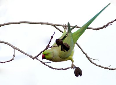 Rose-ringed Parakeetg