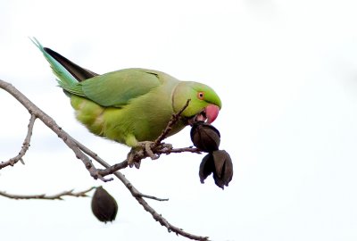 Rose-ringed Parakeet