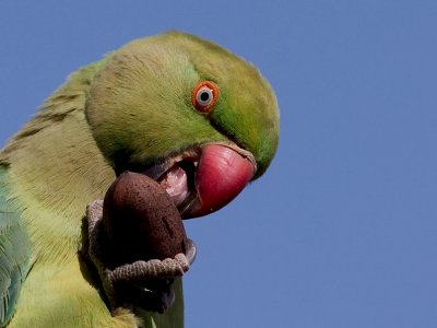 Rose-ringed Parakeet
