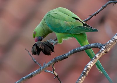 Rose-ringed Parakeet