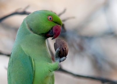 Rose-ringed Parakeet