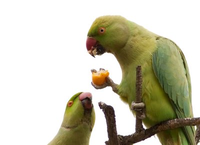 Rose-ringed Parakeet
