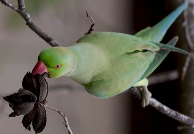 Rose-ringed Parakeet