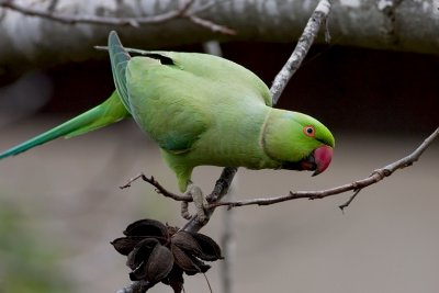 Rose-ringed Parakeet