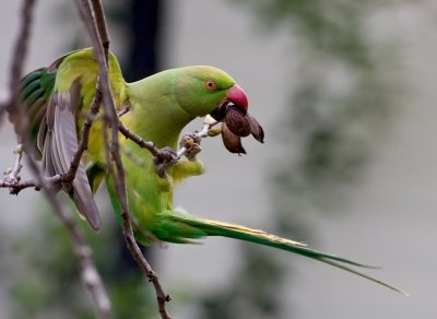 Rose-ringed Parakeet