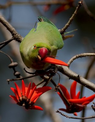 Rose-ringed Parakeet