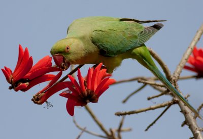 Rose-ringed Parakeet