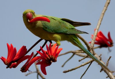 Rose-ringed Parakeet