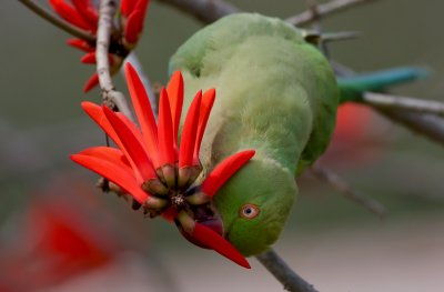 Rose-ringed Parakeet