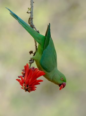 Rose-ringed Parakeet