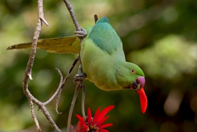 Rose-ringed Parakeet