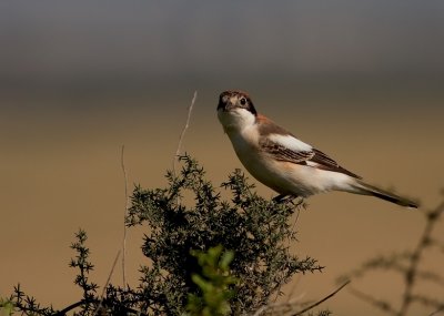 Woodchat Shrike- female