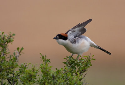 Woodchat Shrike- male