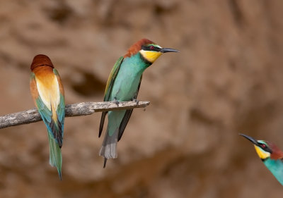 Bee Eater