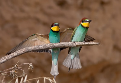 Bee Eater