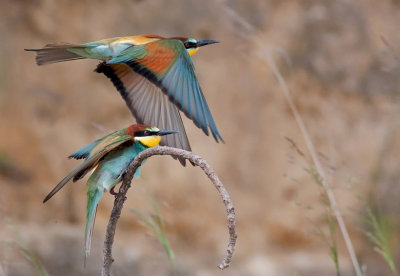 Bee Eater